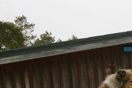 Lily på skotertur