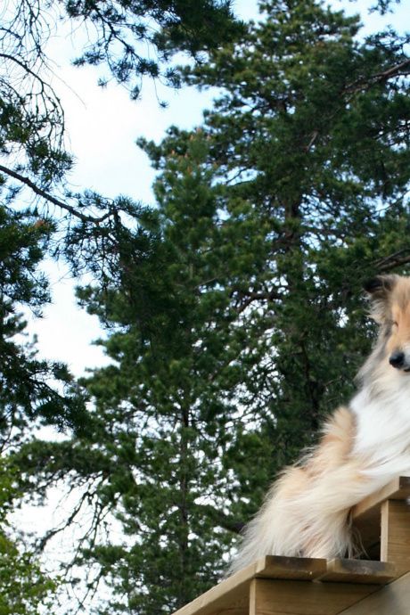 Lily på sin favoritutkiksplats 