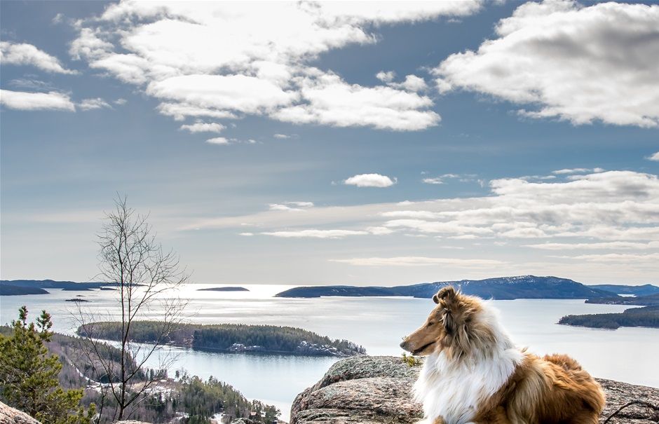 Höga kusten
